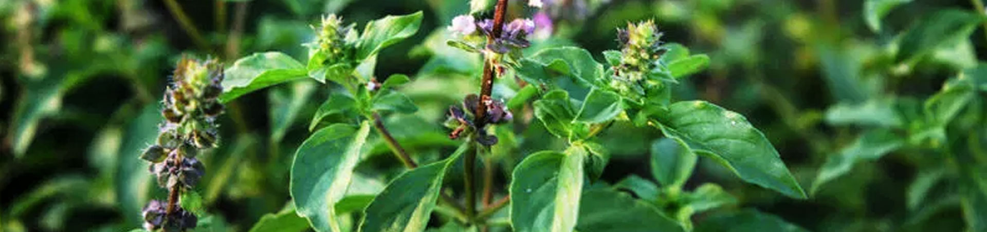 Powerful Health Benefits of Tulsi