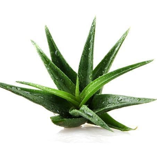 ALOEVERA