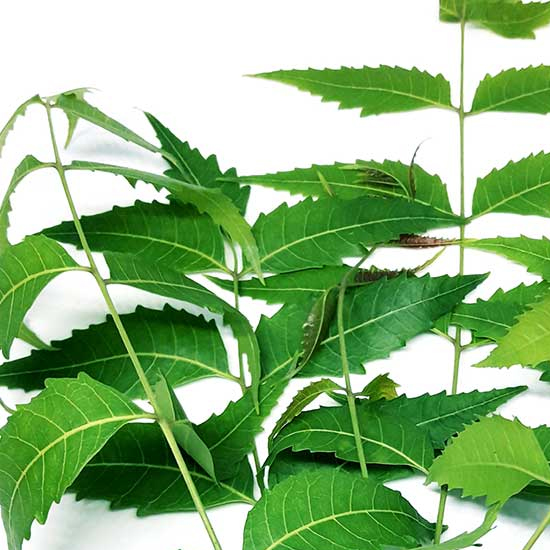 NEEM