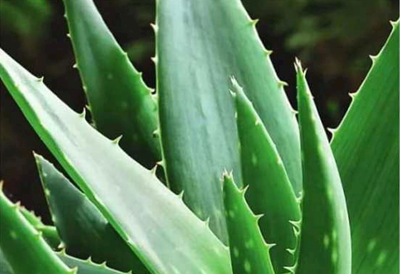 Aloevera