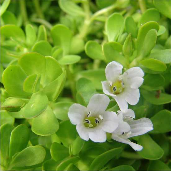 Brahmi 