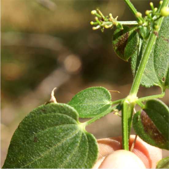 Rubia cardifolia
