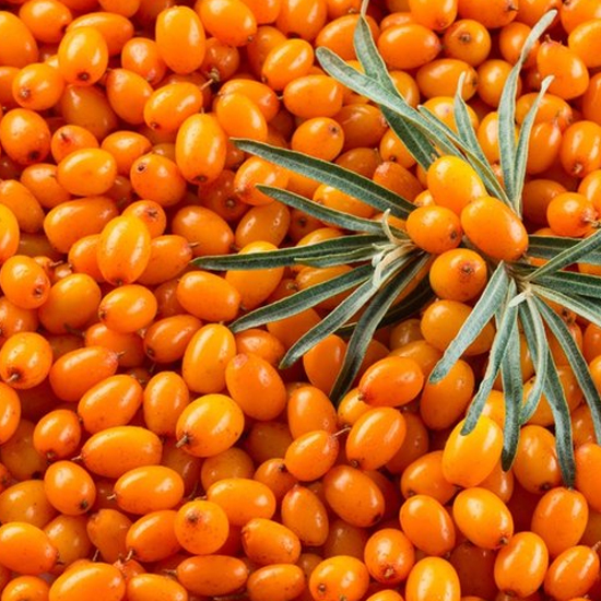 Sea Buckthorn
