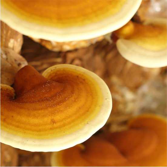 Ganoderma