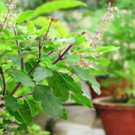 Tulsi