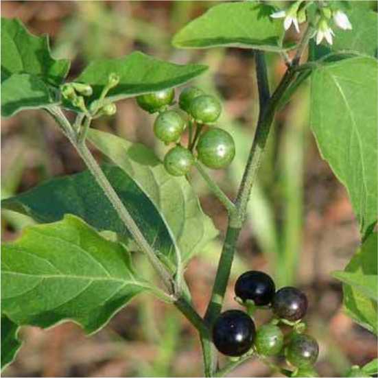 Kakmachi