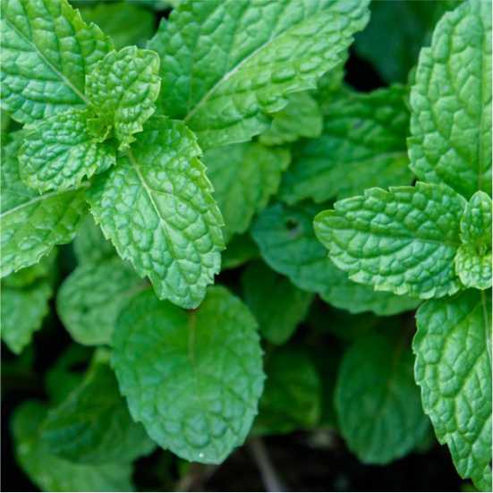 Peppermint oil