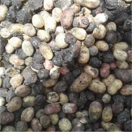 Jamun seeds