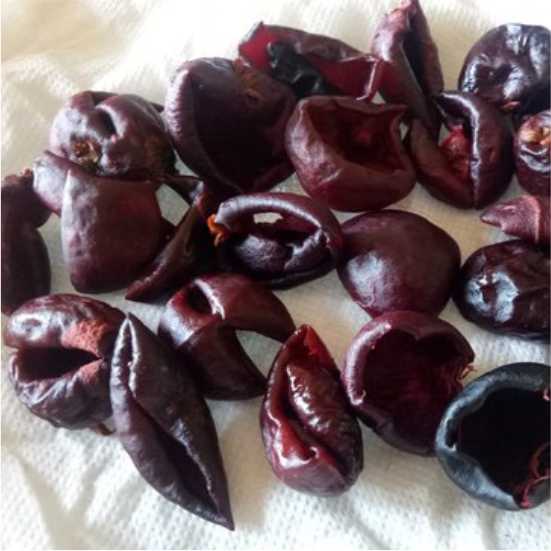 Kokum