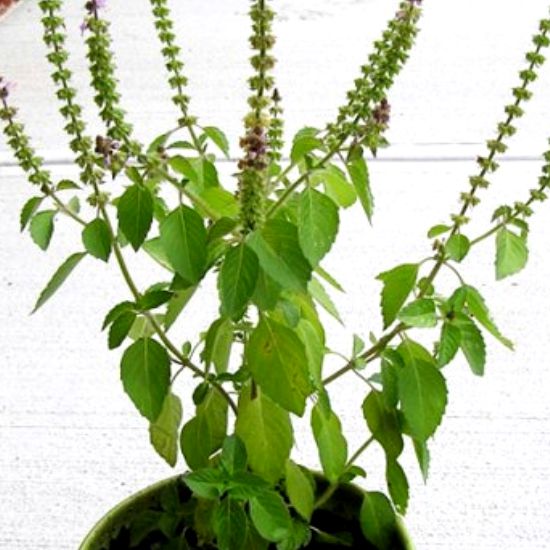 Kapuri Tulsi 