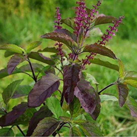 Sham Tulsi 