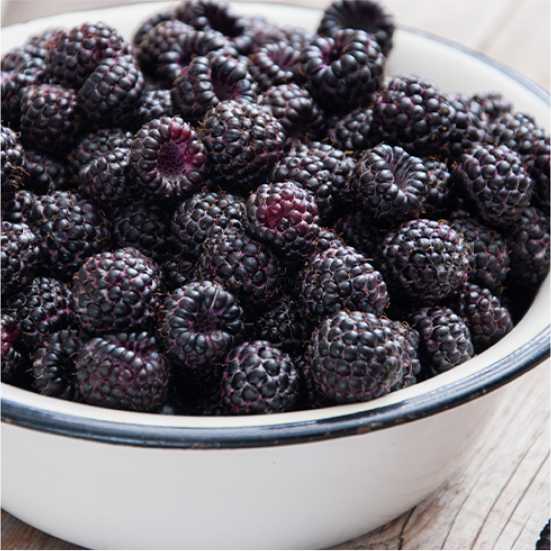 Blackberry