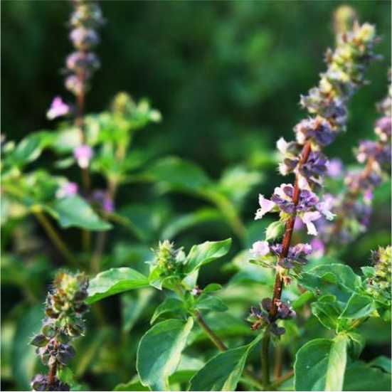 Tulsi Extract