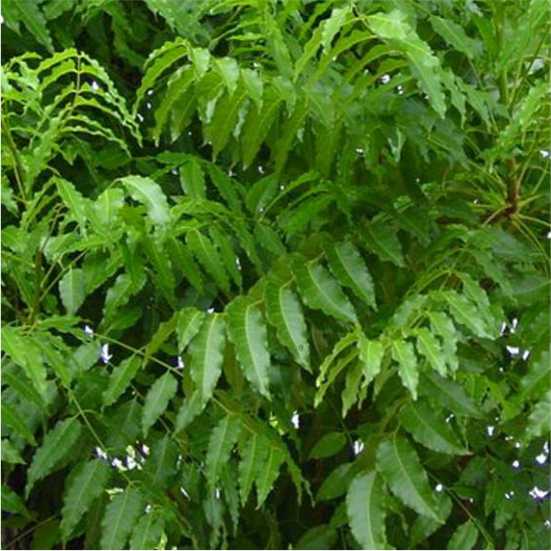 Neem extract