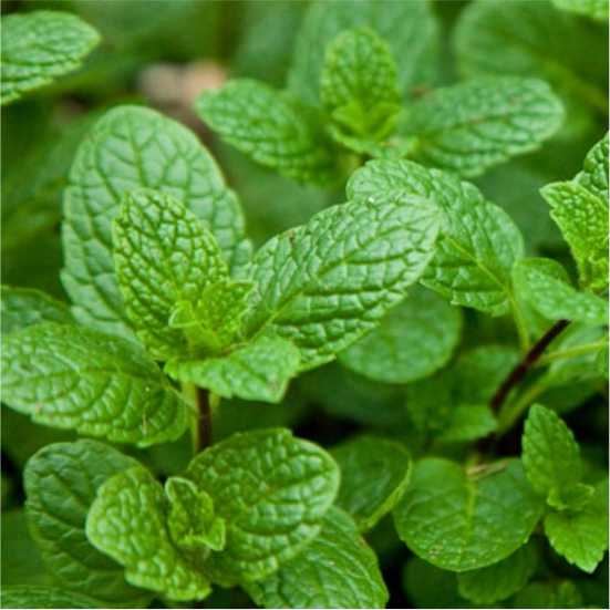 Mentha