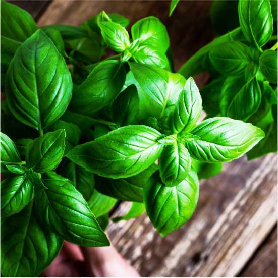 BASIL EXTRACT